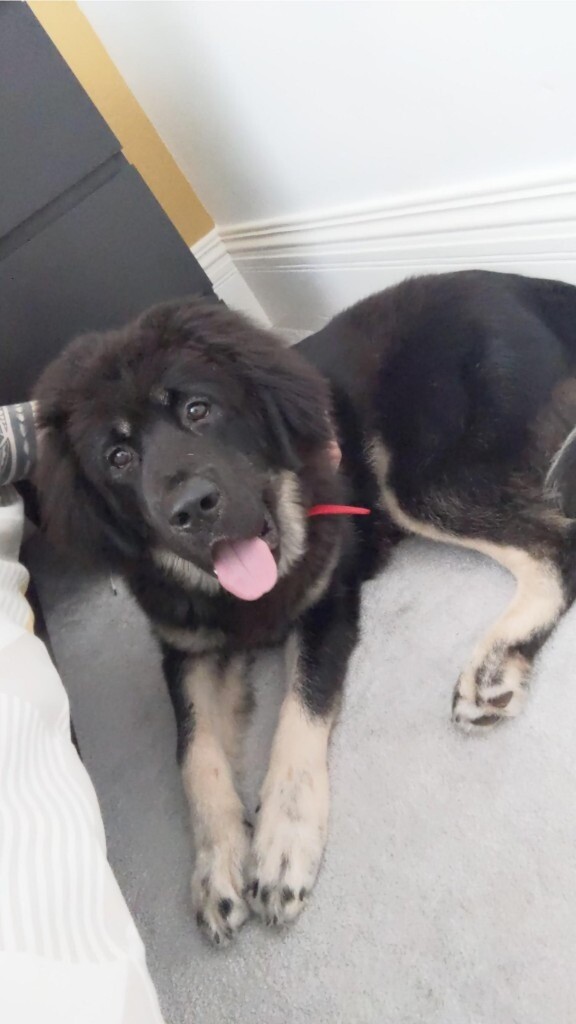 tibetan mastiff for sale gumtree
